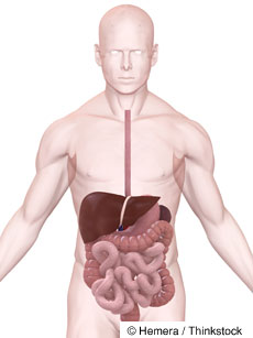 digestive system
