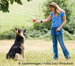 Pet dog German Shepherd
