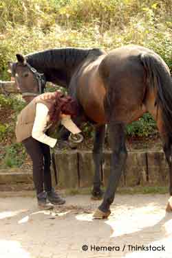 Pet Horse and owner