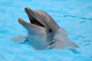 dolphin