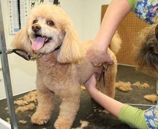 pet care