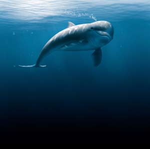 dolphin