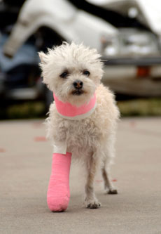 pet's health insurance