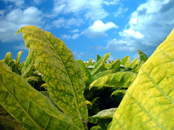 tobacco plants