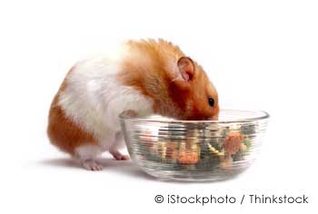 What do hamsters love to eat?