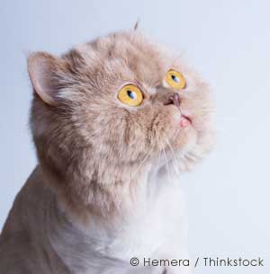 cat looking at the heavens