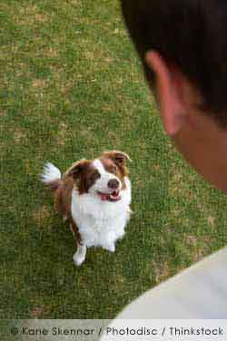 Responsibilities of Pet Ownership