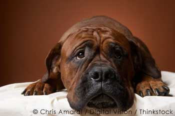 Sad dog