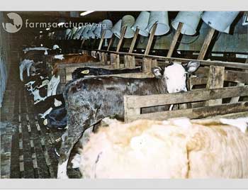 Veal