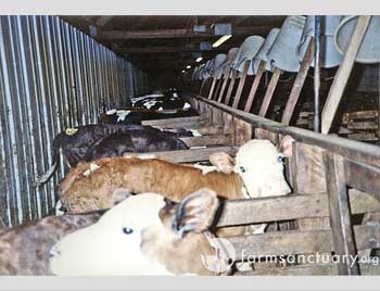 Veal