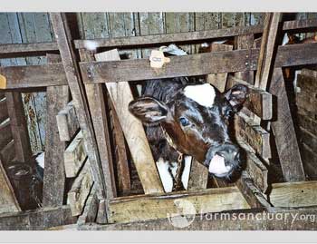 Calf abuse