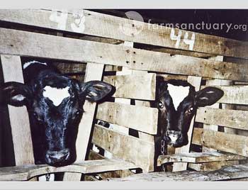 Veal