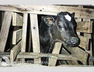 Veal