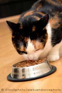 Cat eating
