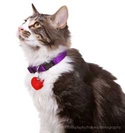 Happy, collar-wearing cat