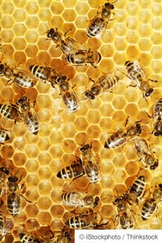 honeybees