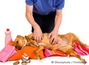 Pet massage