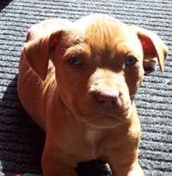 Esau when he was a puppy with parvo