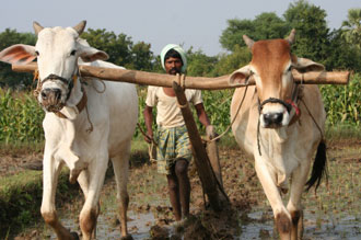 India Monsanto farmer in a field