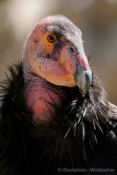California condor