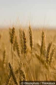 Monsanto Wheat
