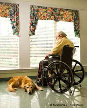 Pet Dog Companion