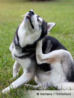 Pet Dog Husky scratching