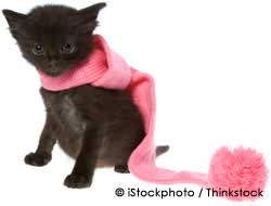 Cute Pet Kitten with Pink Scarf