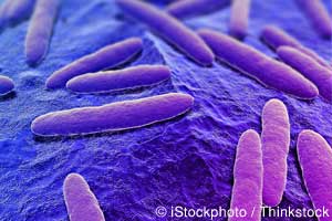 Bacteria Intestinal