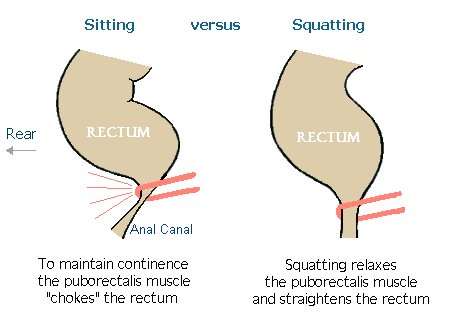 sitting-vs-squatting.gif