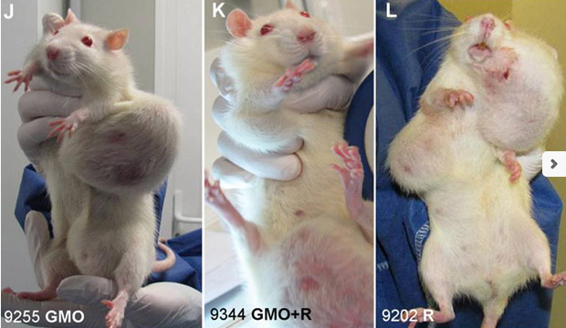 Transgénicos u OGM provocan mutaciones y cáncer en ratas