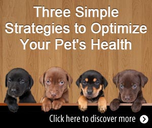 Three Simple Strategies to Optimize Your Pet's Health