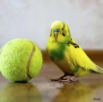 Keeping Budgies Safe from Toxins