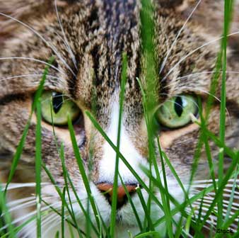 Ojos de los Gatos