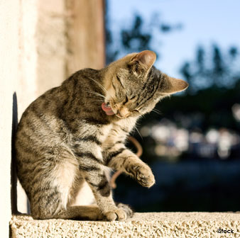 Grooming de los Gatos