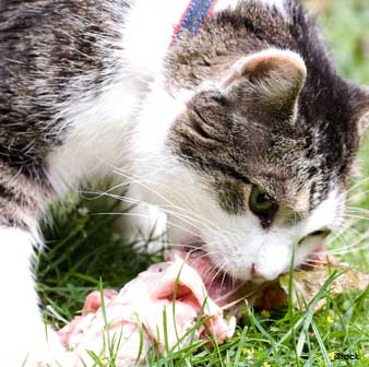 Rinones de los Gatos