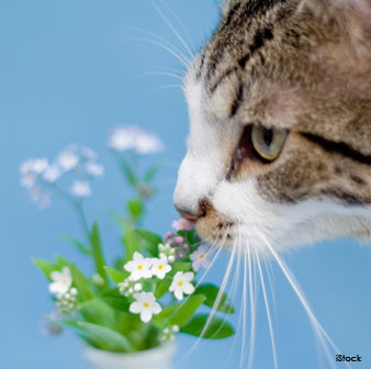 Sentido del Olfato del Gato