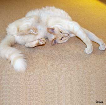 Columna de los Gatos