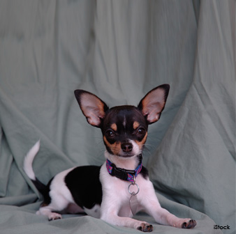 Raza Chihuahua