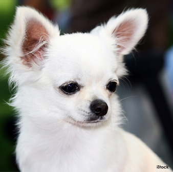 Perro Chihuahua