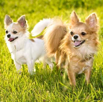Grupo de Chihuahuas