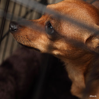 Chihuahua Sin Hogar