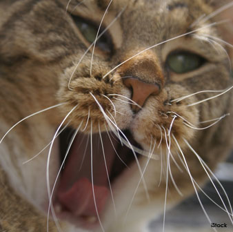 Bigote del Gato