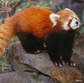 lesser-red-panda.jpg