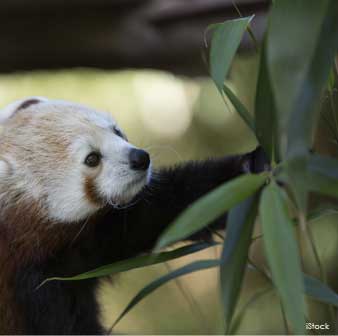 red panda bamboo leaves