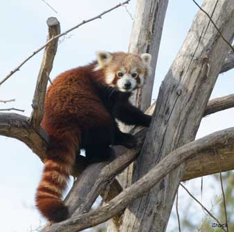 red panda tree top