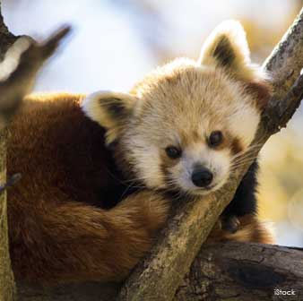 red panda tree