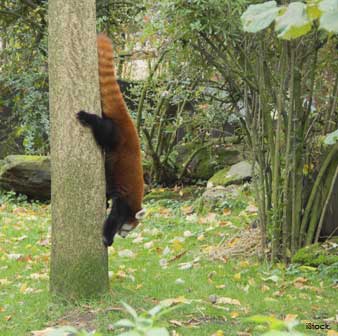 red panda upside down