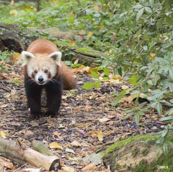 red panda walking 