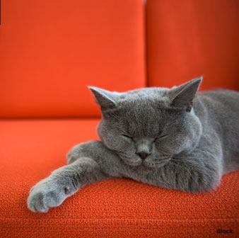 Gato Dormido